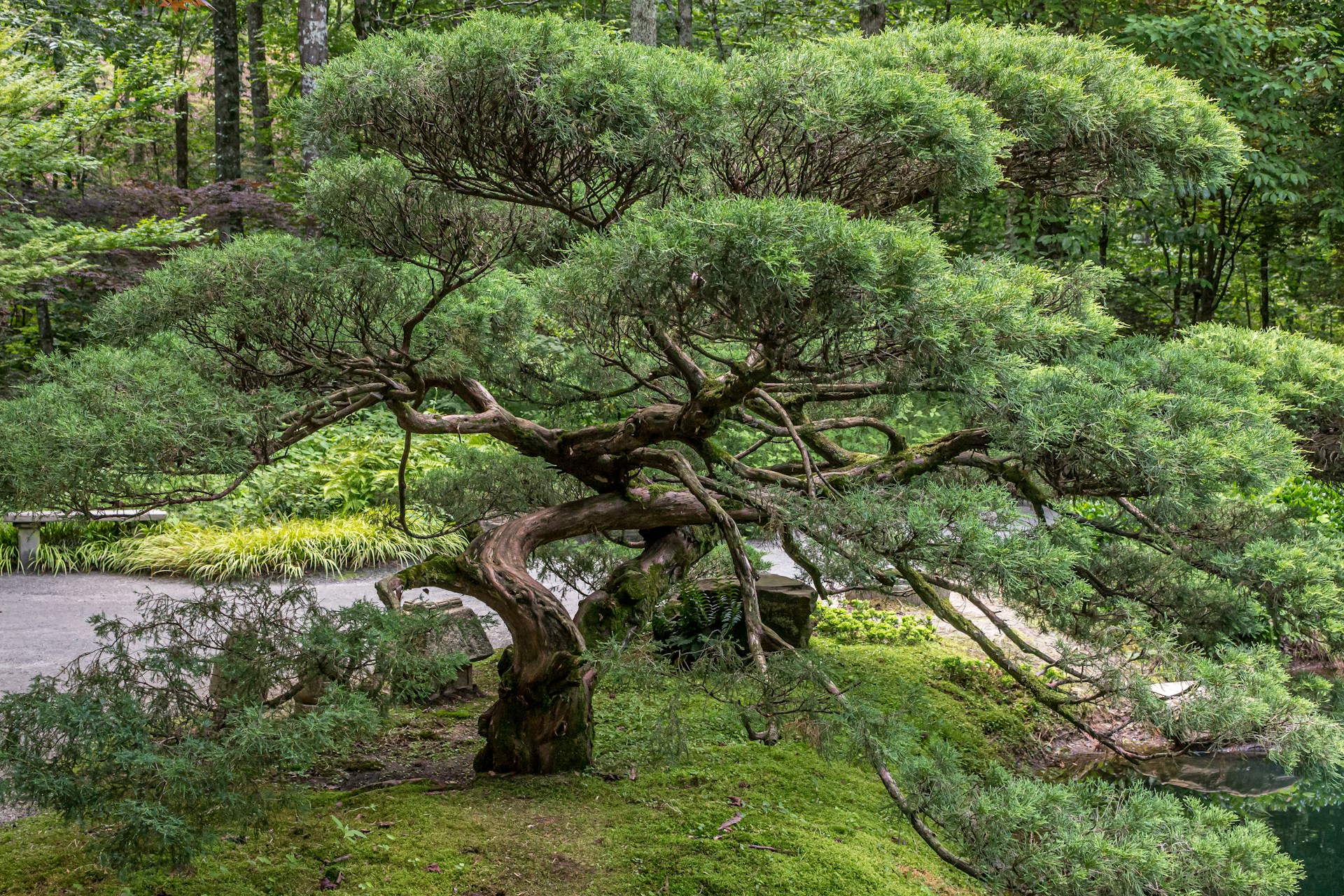 Ravonessa meditacija